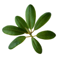 feuille verte isolée sur fond transparent pour l'élément de conception. png