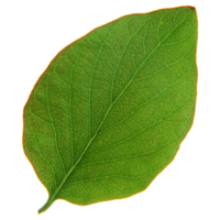 Green leaf isolated on transparent background for design element. png