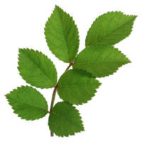 Green leaf isolated on transparent background for design element. png