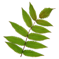 Green leaf isolated on transparent background for design element. png