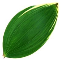 feuille verte isolée sur fond transparent pour l'élément de conception. png