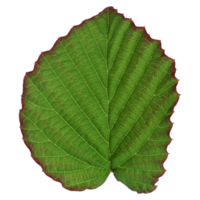 Green leaf isolated on transparent background for design element. png