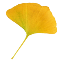 Natural leaf, Isolated on transparent background for design elements. png