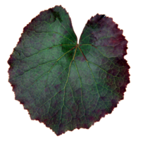 Green leaf isolated on transparent background for design element. png