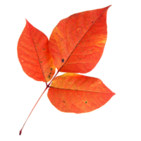 Natural leaf, Isolated on transparent background for design elements. png