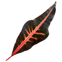 Natural leaf, Isolated on transparent background for design elements. png