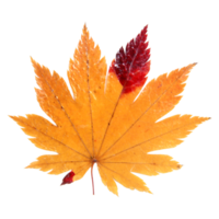 Natural leaf, Isolated on transparent background for design elements. png