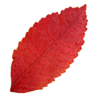 Natural leaf, Isolated on transparent background for design elements. png