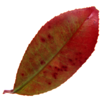 Natural leaf, Isolated on transparent background for design elements. png
