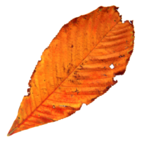 Natural leaf, Isolated on transparent background for design elements. png