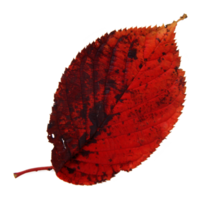 Natural leaf, Isolated on transparent background for design elements. png