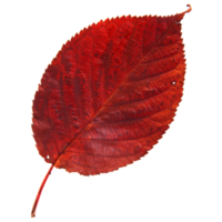 Natural leaf, Isolated on transparent background for design elements. png