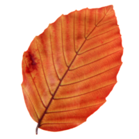 Natural leaf, Isolated on transparent background for design elements. png