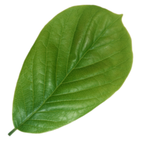 Green leaf isolated on transparent background for design element. png