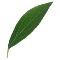 Green leaf isolated on transparent background for design element. png