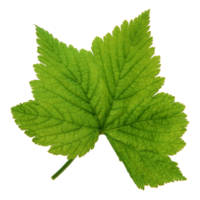 Green leaf isolated on transparent background for design element. png