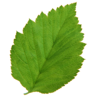 feuille verte isolée sur fond transparent pour l'élément de conception. png