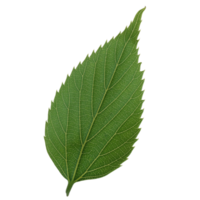 Green leaf isolated on transparent background for design element. png