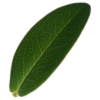 Green leaf isolated on transparent background for design element. png