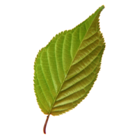 Green leaf isolated on transparent background for design element. png