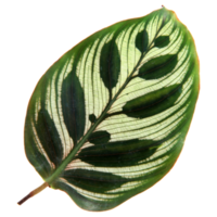 Green leaf isolated on transparent background for design element. png