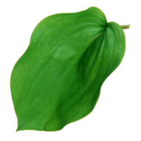 feuille verte isolée sur fond transparent pour l'élément de conception. png