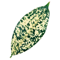 Green leaf isolated on transparent background for design element. png