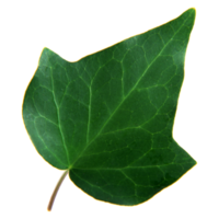 Green leaf isolated on transparent background for design element. png