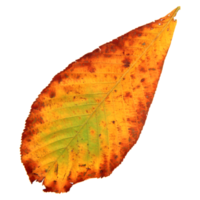 Natural leaf, Isolated on transparent background for design elements. png