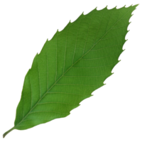 Green leaf isolated on transparent background for design element. png