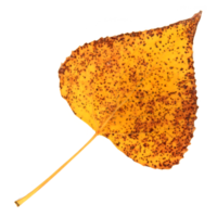 naturlig blad, isolerat på transparent bakgrund för design element. png