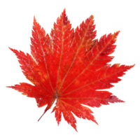 Natural leaf, Isolated on transparent background for design elements. png