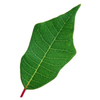 Green leaf isolated on transparent background for design element. png