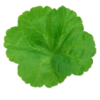 hoja verde aislada sobre fondo transparente para el elemento de diseño. png