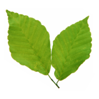 Green leaf isolated on transparent background for design element. png