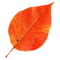 Natural leaf, Isolated on transparent background for design elements. png