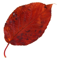 Natural leaf, Isolated on transparent background for design elements. png