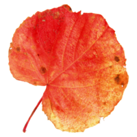 Natural leaf, Isolated on transparent background for design elements. png