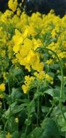 Landscape of a field of yellow rape photo