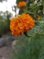 beautiful orange marigold flowers photo