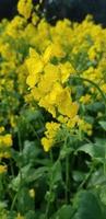 Rapeseed flowers close views photo