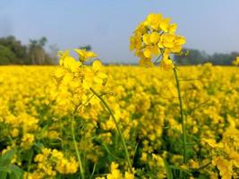 gran campo amarillo de flor de colza foto