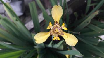 yellow flowers in the yard photo