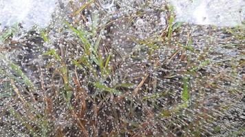 ice cubes fall on the grass photo
