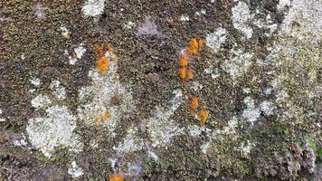 moss and yellow mushrooms photo