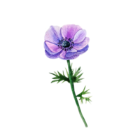 Watercolor blue anemone. Purple flower png