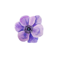 Watercolor blue anemone. Purple flower png