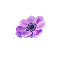 Watercolor blue anemone. Purple flower png