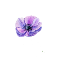 anémona azul acuarela. flor Purpura png