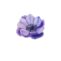 anémona azul acuarela. flor Purpura png